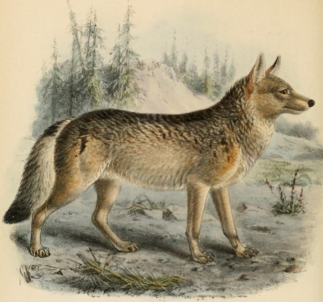 File:American wolf.png