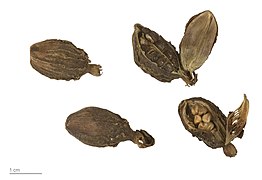 Amomum subulatum, pods, dried