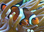 Amphiprion percula.JPG