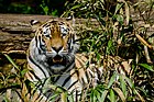 Amur-Tiger liegend vor einem Baum (Zoo Münster)