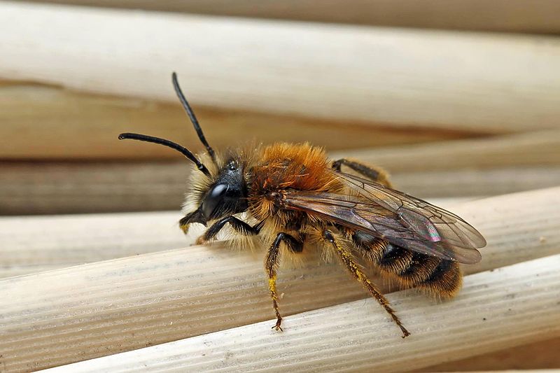 File:Andrena fulva - male (2010-04-05).jpg