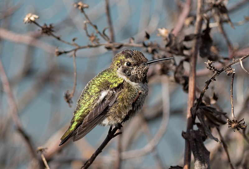 File:Anna's hummingbird (41119).jpg