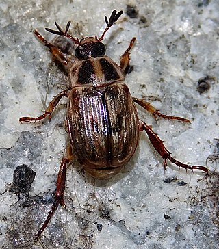 <span class="mw-page-title-main">Oriental beetle</span> Species of beetle