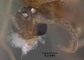 Anoplolepis steingroeveri gertrudae casent0000074 profile 1.jpg