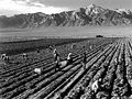 Farm workers at Manzanar War Relocation Center with Mt. Williamson in the background.