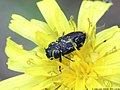 Anthaxia helvetica Stierlin, 1868