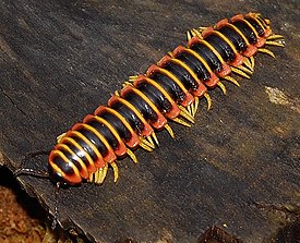 Ядовитая многоножка Apheloria virginiensis