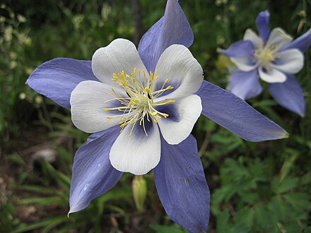 A midsummer Columbine (the state flower) on Arapahoe Pass Trail near Boulder