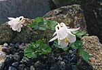 Miniatura per Aquilegia laramiensis