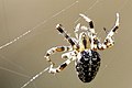 female Araneus.diadematus from Commanster, Belgian High Ardennes (50°15′20″N 5°59′58″E﻿ / ﻿50.2556°N 5.99944°E﻿ / 50.2556; 5.99944).