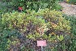 Miniatura para Arctostaphylos densiflora