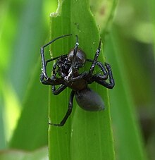 How these spiders use bubbles to live underwater