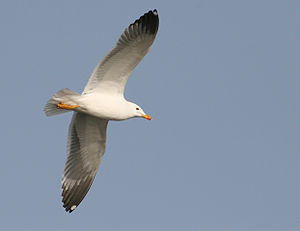 Armenian Gull in Armenia