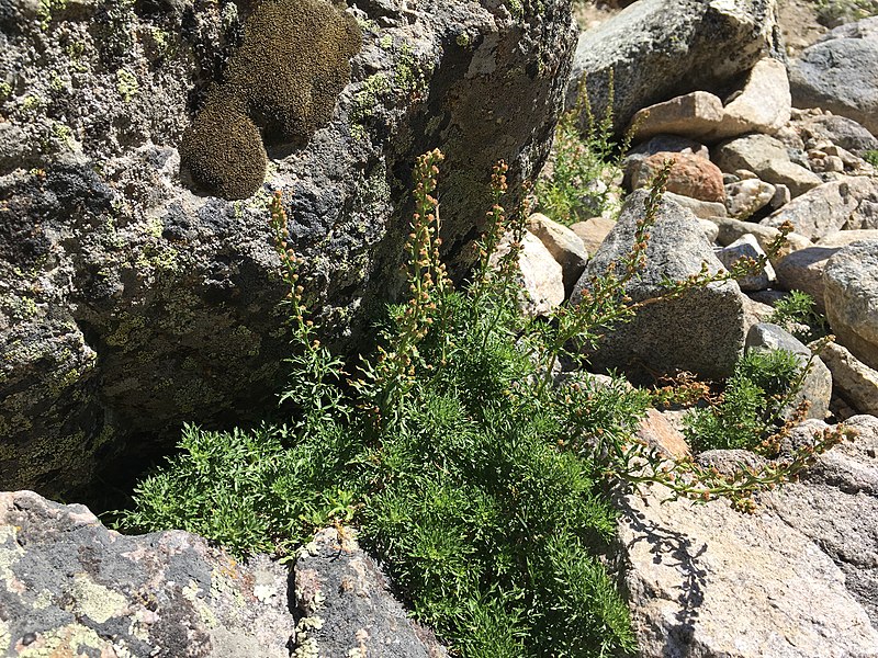 File:Artemisia michauxiana - Michaux's wormwood - Flickr - Matt Lavin (2).jpg