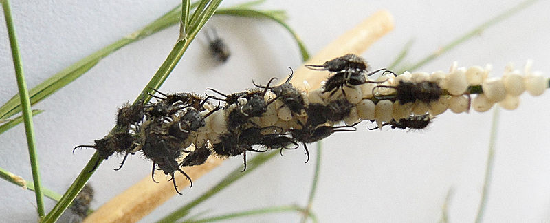 File:Ascalaphidae brood Marita Beneke.jpg