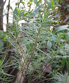 <i>Asclepias linaria</i> Species of flowering plant