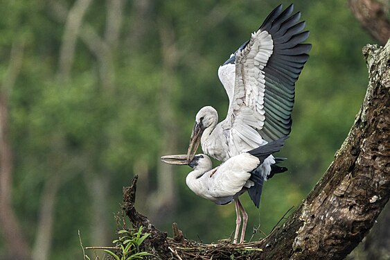 Asian Openbill is mating with it's female mate in the wild at community forest, Chitwan. The Asian openbill or Asian openbill stork (Anastomus oscitans) is a large wading bird in the stork family Ciconiidae. Photograph: Dasrath Shrestha Beejukchhen