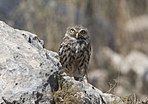 Athene noctua - Little owl 02.jpg