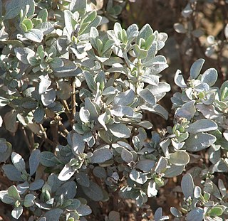 <i>Atriplex vesicaria</i> Species of plant