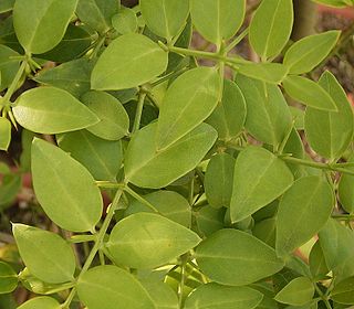 <i>Azima tetracantha</i> Species of flowering plant