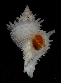 <i>Babelomurex lischkeanus</i> Species of gastropod