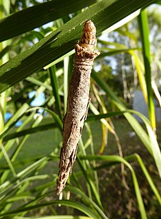 <i>Liothula omnivora</i> Species of moth