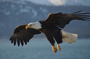 Bald eagle in Alaska