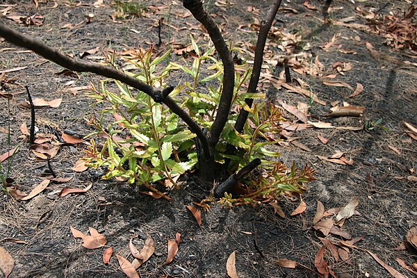 New stems arising from the woody lignotuber after bushfire, also showing the rusty new growth, Lane Cove National Park