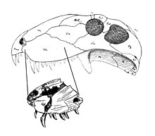 Bathygnathus12.jpg