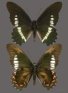 ♂ Battus polydamas subsp. neodamas (Gold Rim Swallowtail)