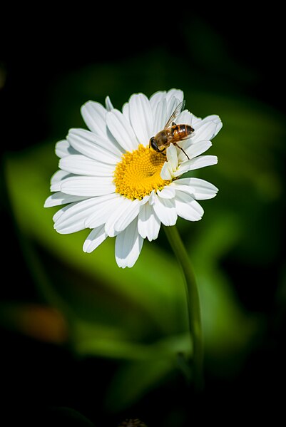 File:Bee and Oxeye Daisy PLT-FL-DS-7.jpg