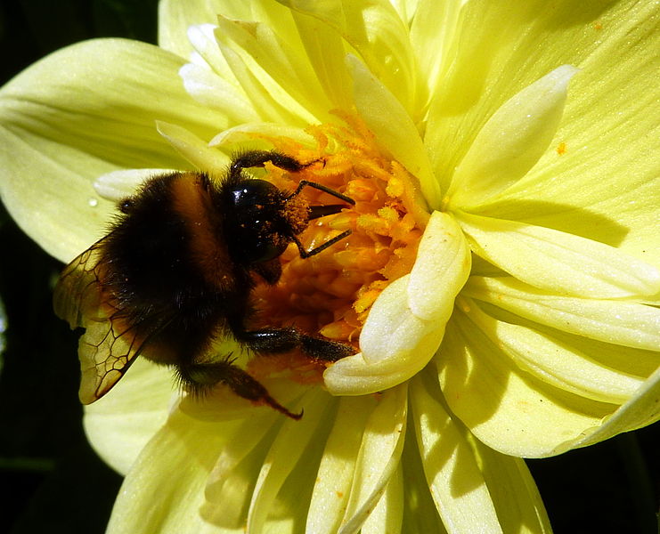 File:Bee on a flower (7705384576).jpg