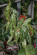 Begonia maculata ✓