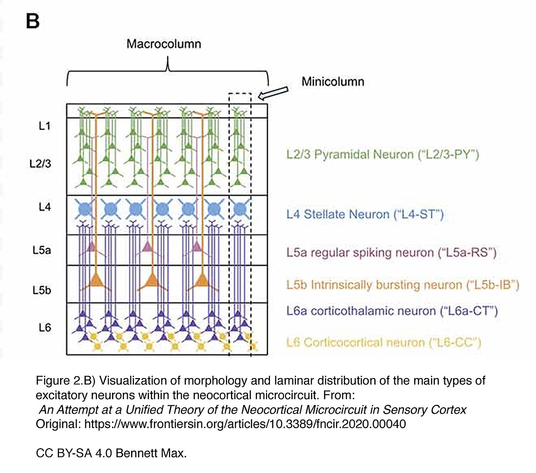 Cortical minicolumn