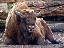 Rare European bison in Bialowieza forest. Bison bonasus in Poland (2).JPG