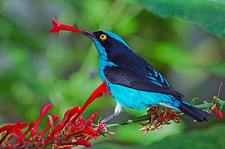 <span class="mw-page-title-main">Black-faced dacnis</span> Species of bird