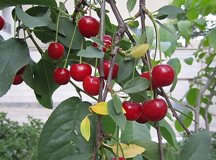 Prunus cerasus, sour cherry (a true cherry species)