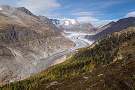 Hohfluh über Aletschwald > Aletschgletscher.