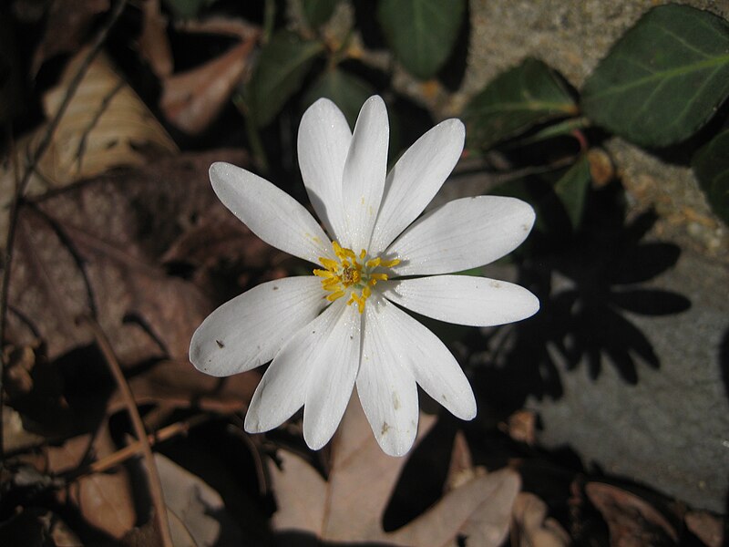 File:Bloodroot Flower.jpg