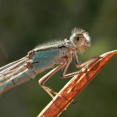 Pond Damselfly (Coenagrionidae)