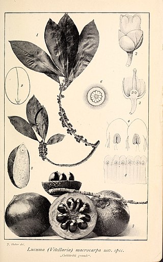 <i>Pouteria multiflora</i> Species of tree