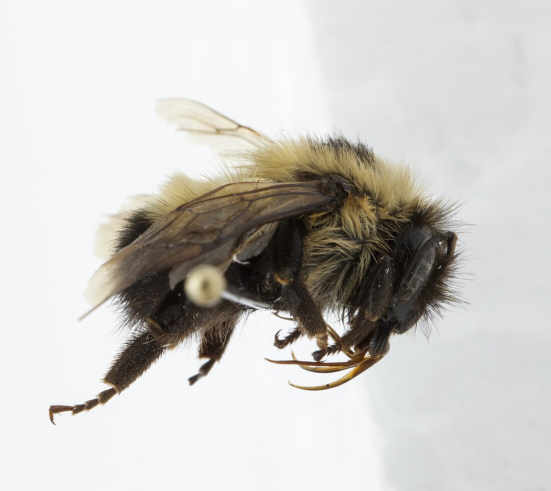 Bombus vagans