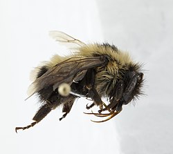 Bombus cf vagans.jpg