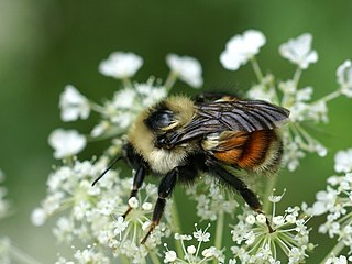 <i>Bombus rufocinctus</i> Species of bumblebee