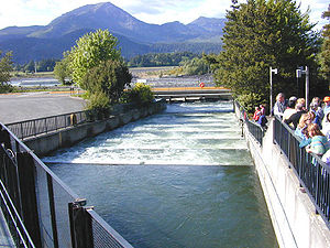 Pool-and-weir fish ladder at Bonneville Dam on the Columbia River Bonneville Ladder.jpg