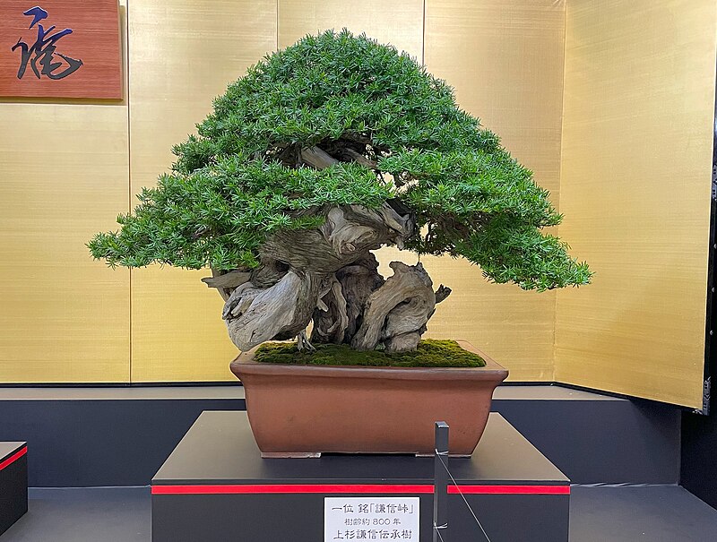 Bonsai - where to see bonsai in Japan