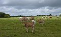 Herdo of bos taurus pasturing in Brest (France)