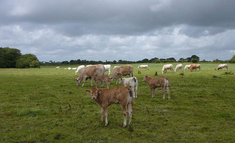 File:Bos taurus in Brest.jpg