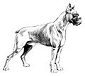 Boxer (PSF).jpg