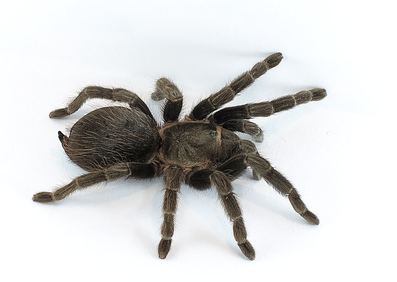 Scaling of foreleg tibia length with body size in spiders. Filled